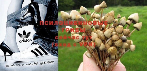 индика Баксан